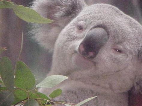 koala meme|koala meme generator.